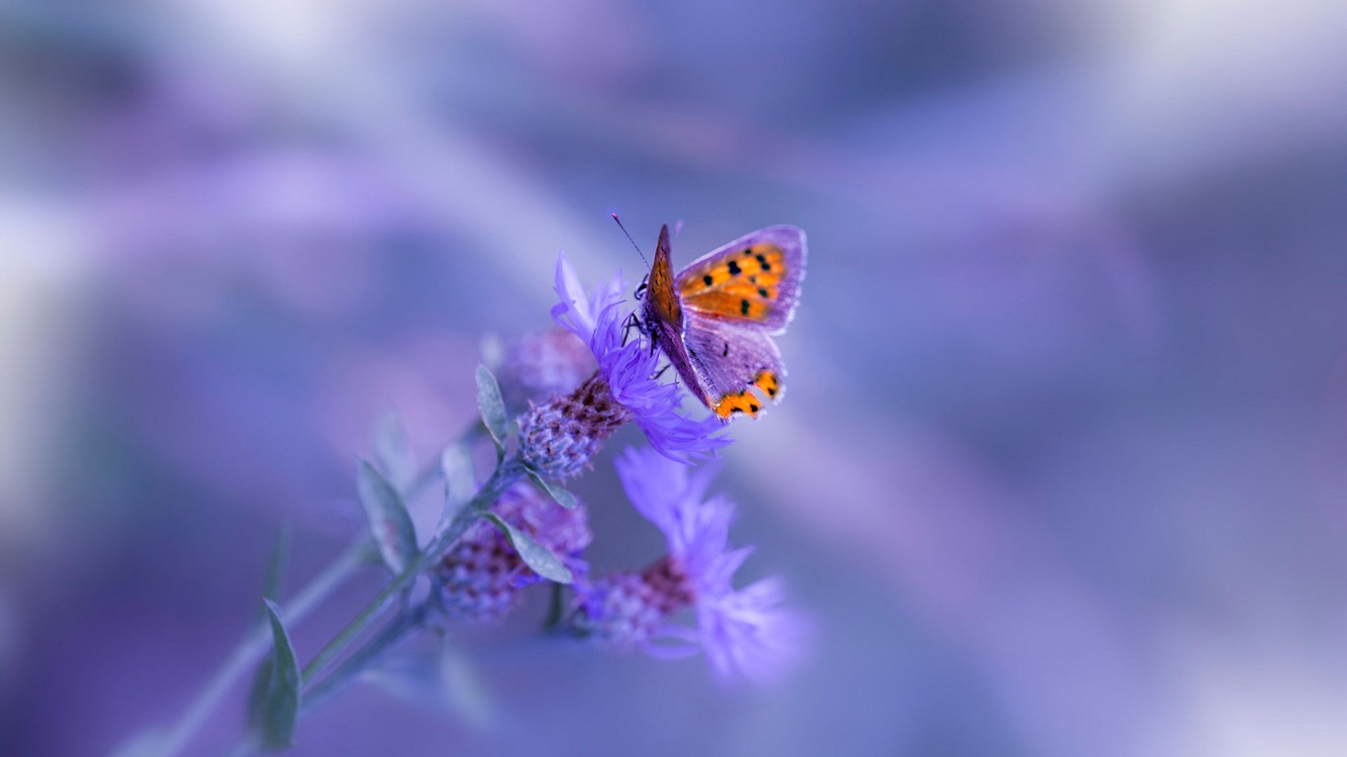 银绿风暴,阿隆索跨时代纪录背后的马丁奇迹与雷诺遗产