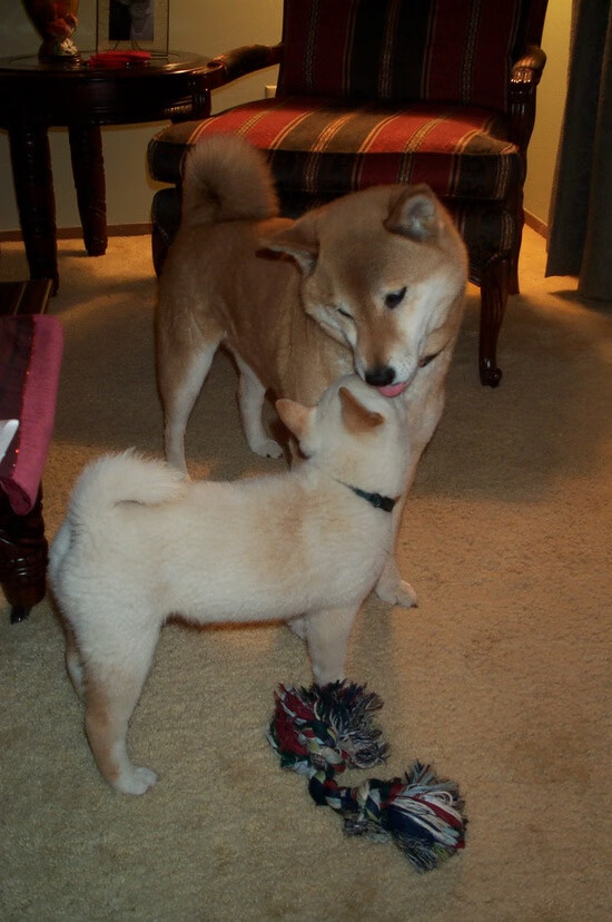 世纪绝杀迷局，当篮网的红色尾灯照亮北京五棵松