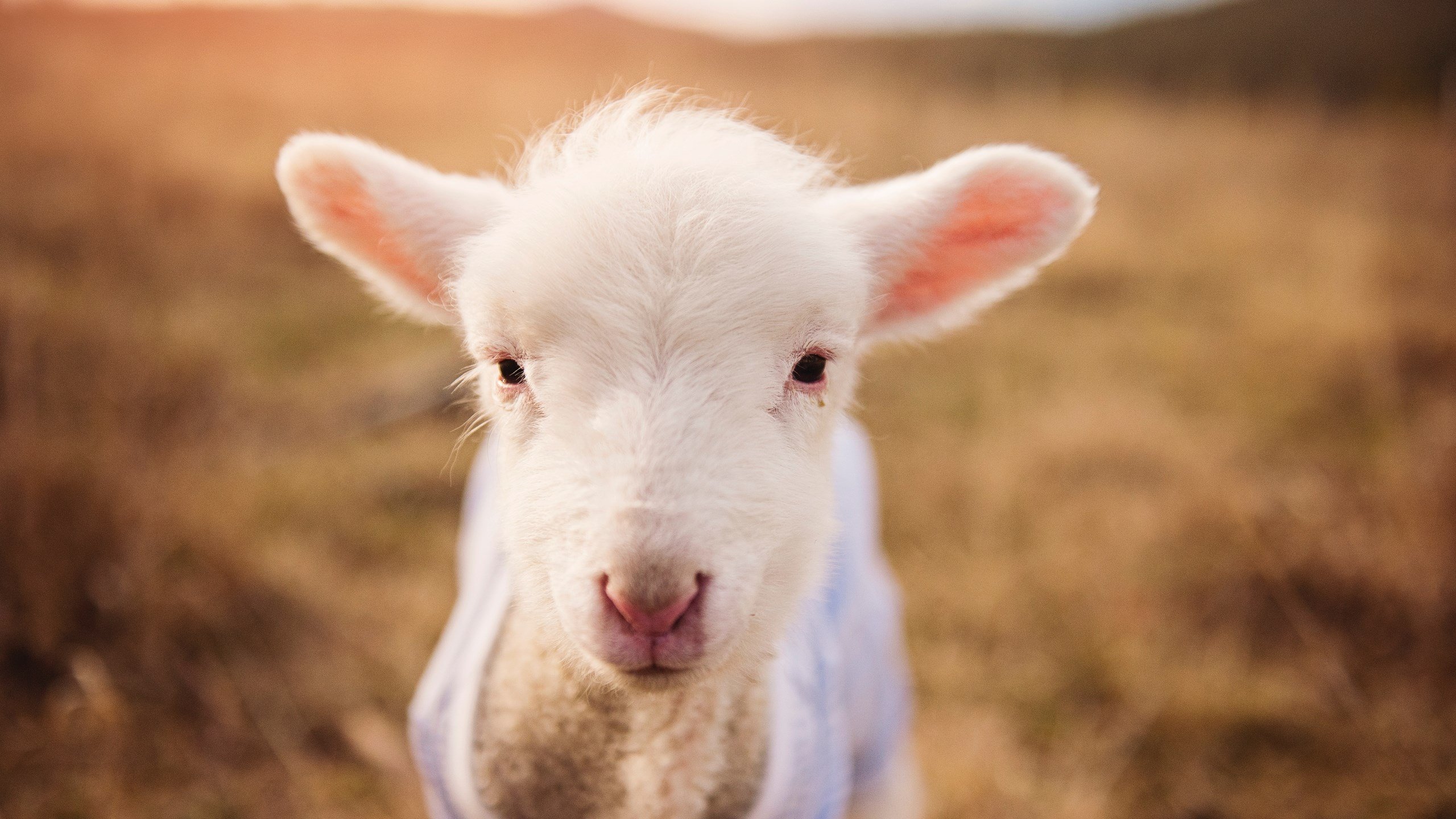 橘色与蓝黄之间，白衣悄然加冕