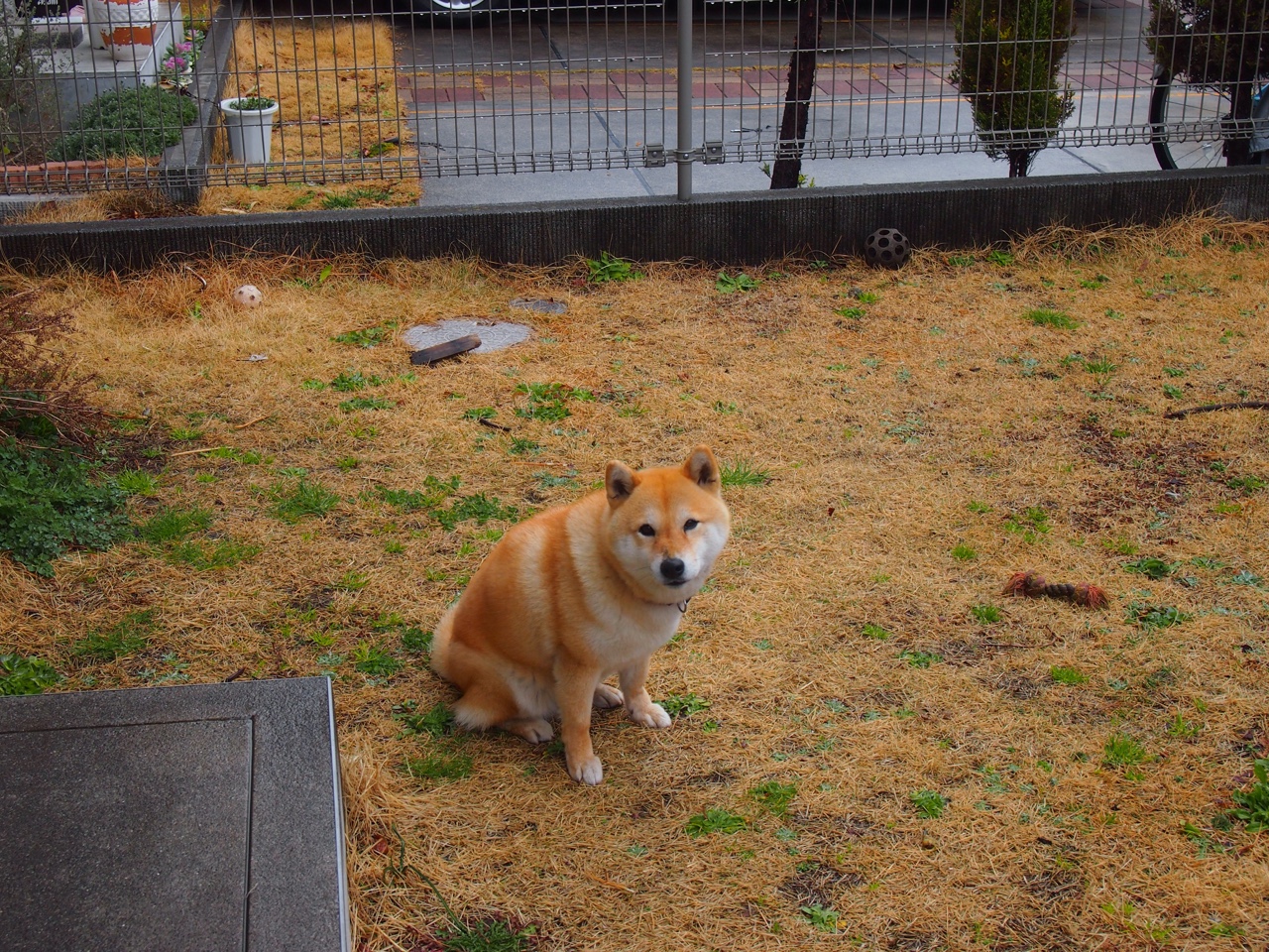 独腿史诗与双大满贯泪战，穆雷肩扛英伦旗帜的壮烈征途