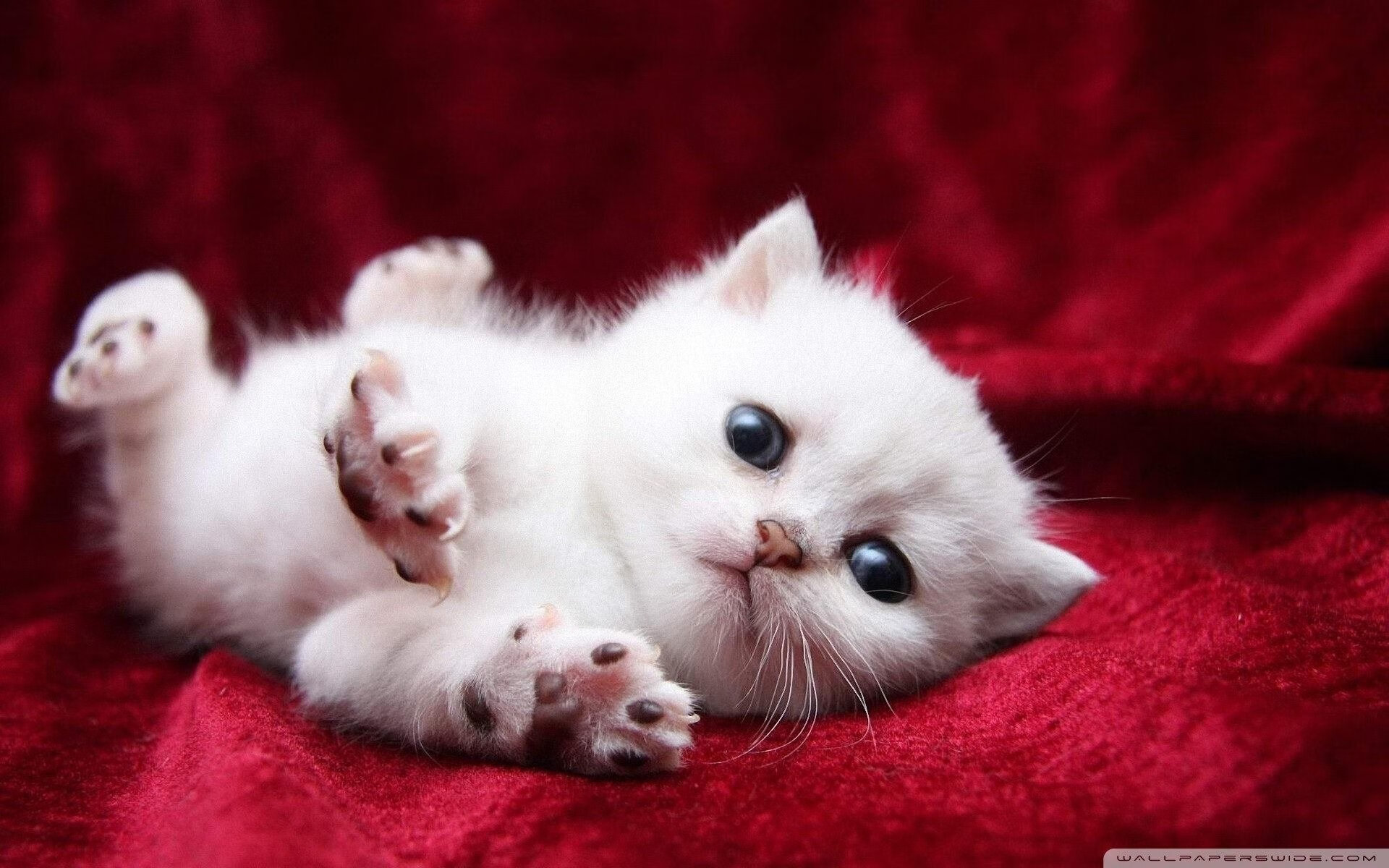 亚洲之盾与单打之光,当团队险胜邂逅个人统治力