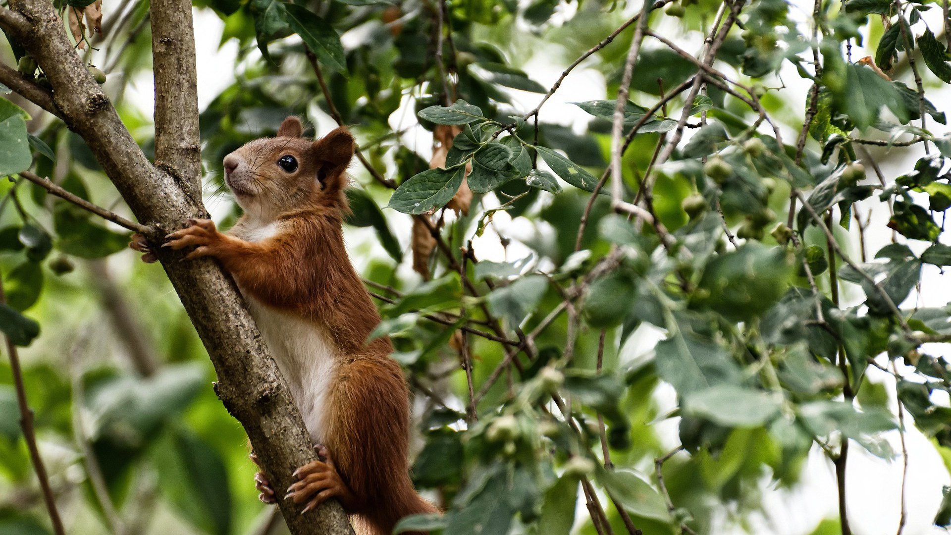 帕奥罗·班凯罗的巨人杀手之舞，天山脚下，新疆队如何撕裂76人防线