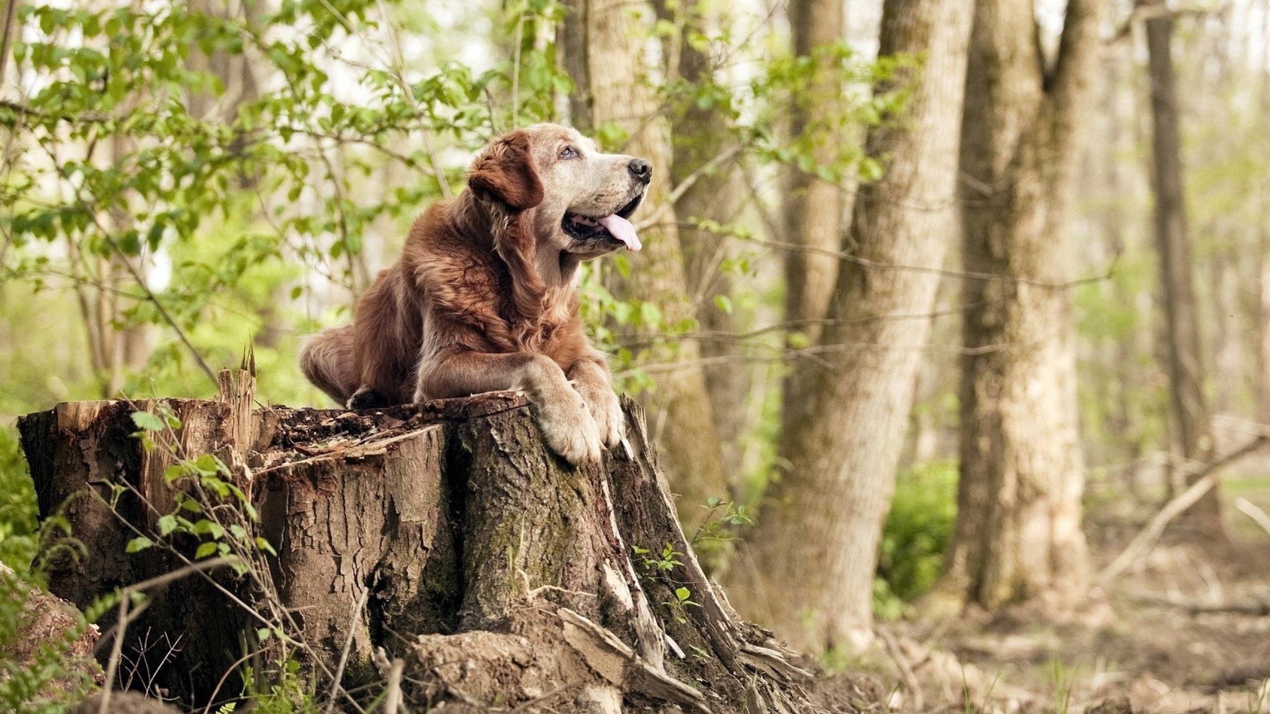 爱尔兰血拼那不勒斯，基耶萨在东决关键战接管比赛