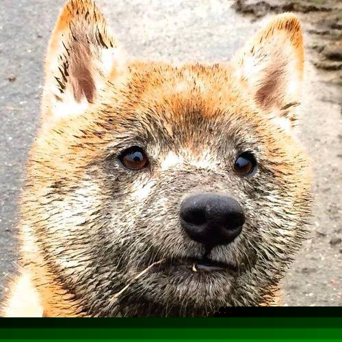 英格拉姆的隔空接管，当NBA冷门与意甲焦点战被同一个名字串联