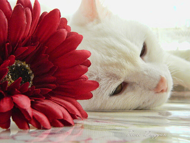 飓风过境,当蓝色的巨浪淹没永恒之城,独行的神祇在南境刻下不朽