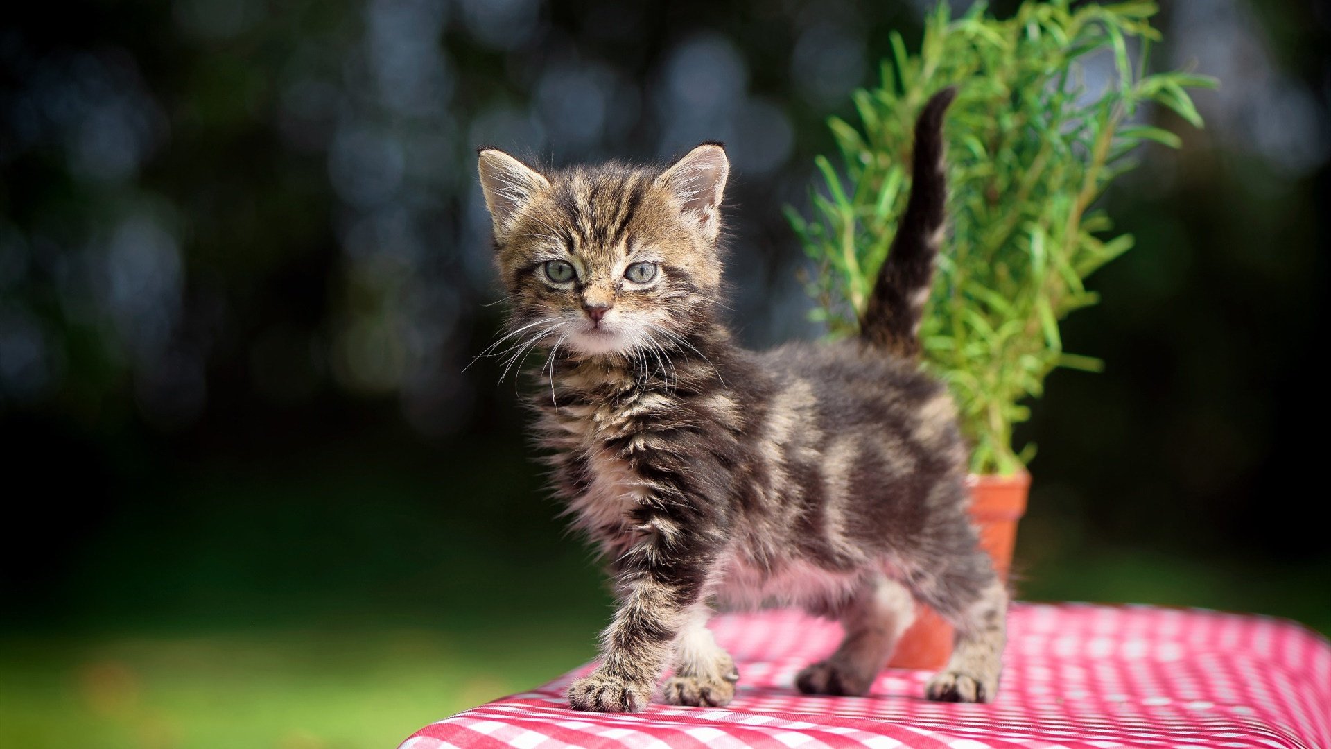 卡瓦哈尔的尖叫，拉巴斯之夜，南美风暴吞噬北欧铁律