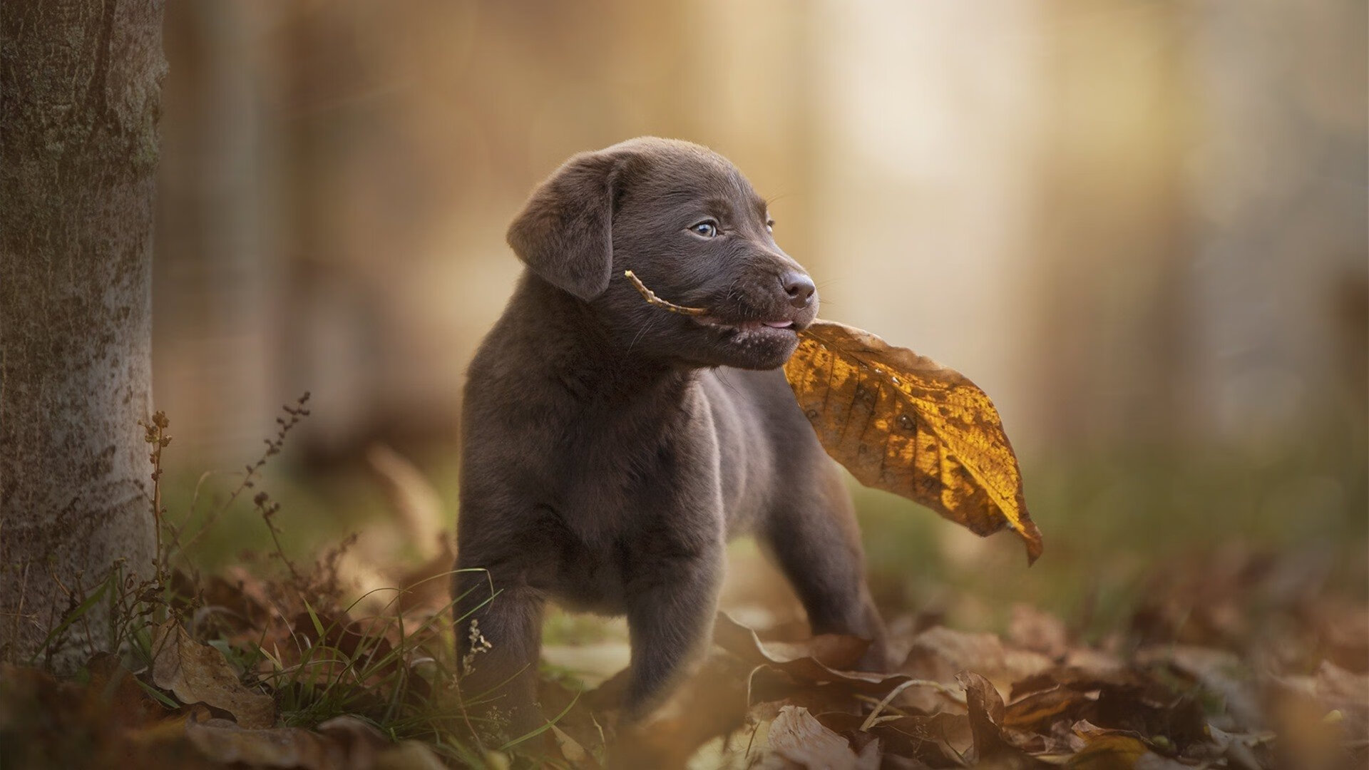 统治力的两种面孔,当猛龙的锋芒遇上米切尔的獠牙