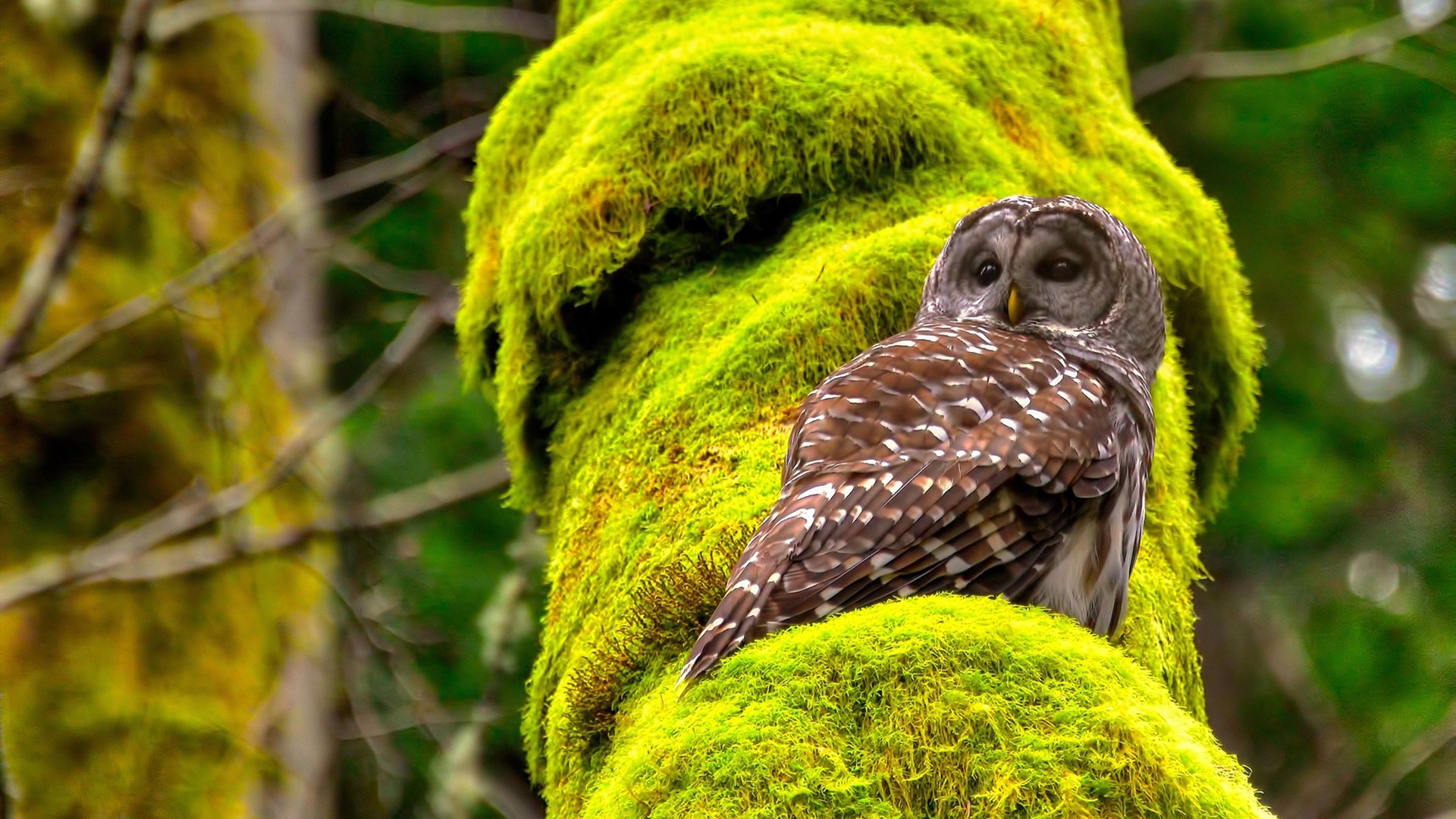 山西队鏖战爵士，班凯罗决胜时刻一锤定音