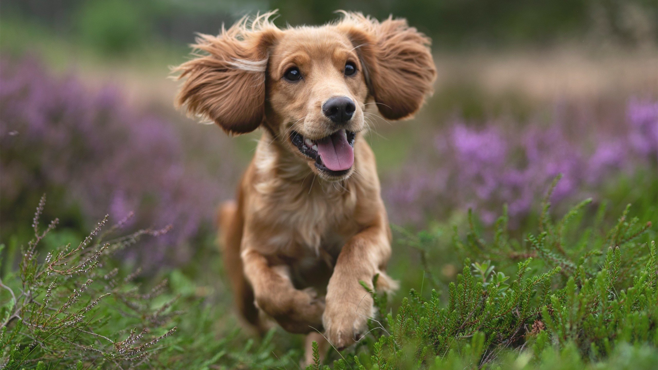 时空错位的绿茵对决，萨卡单骑破马竞，新西兰奇迹夜