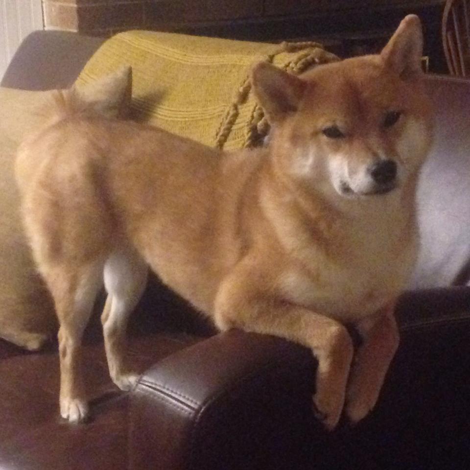 魔术强势晋级太阳,德罗赞,那位黄昏中的提灯人