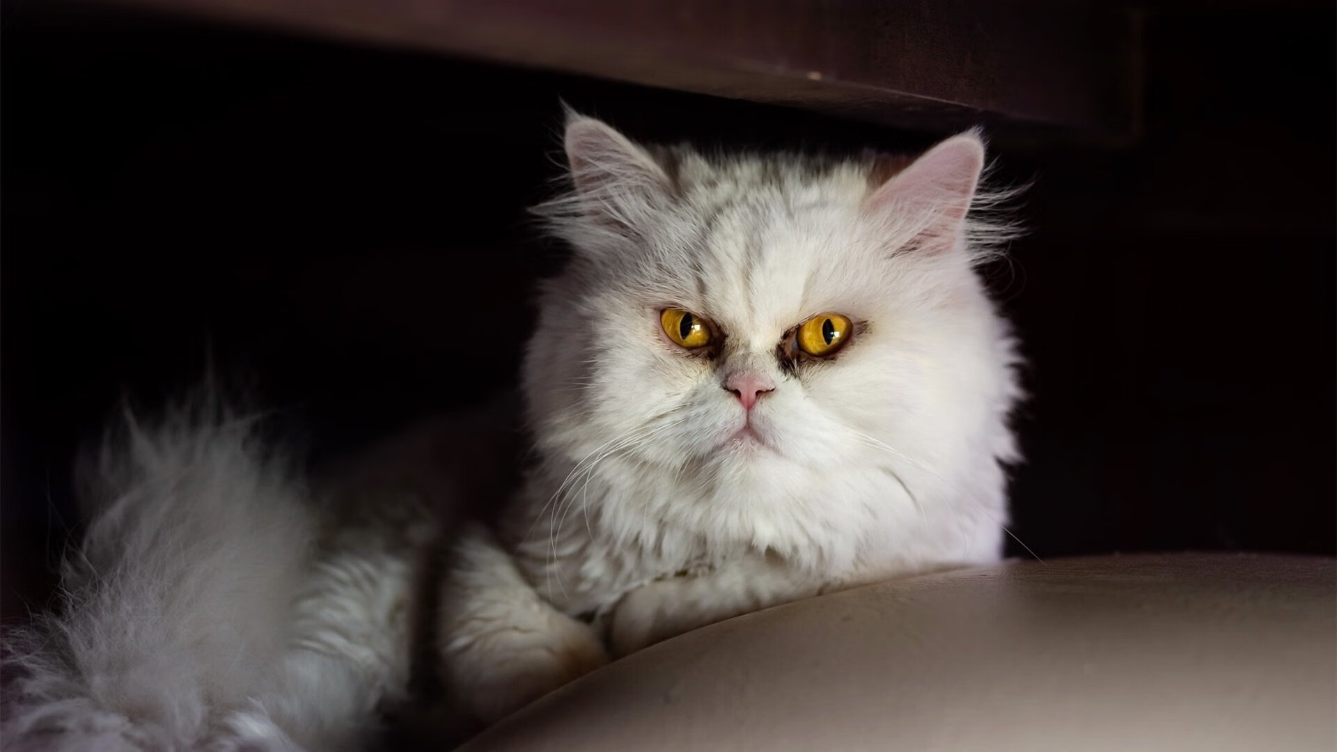 唯一性之战，迪巴拉主宰比赛走向，AC米兰冲垮罗马