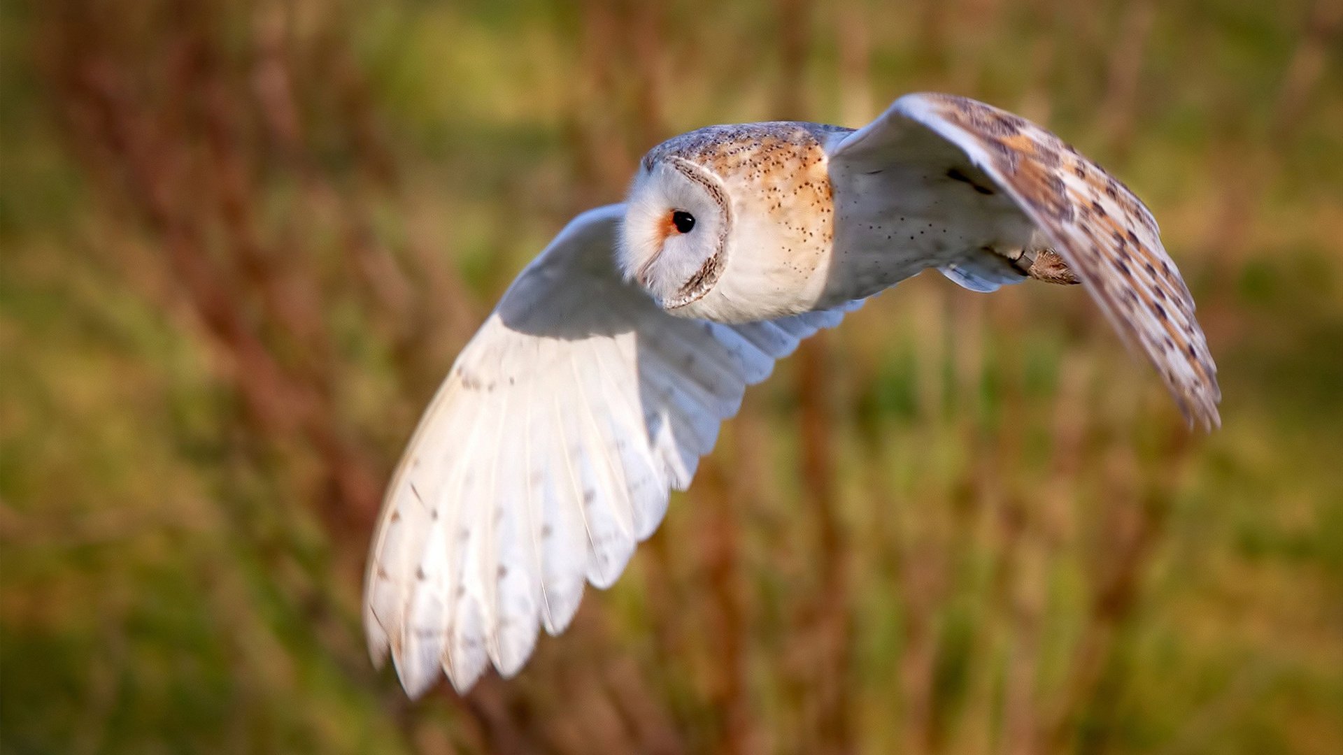圣火与绿茵，奥运周期下的关键战，凯尔特人如何压制独行侠