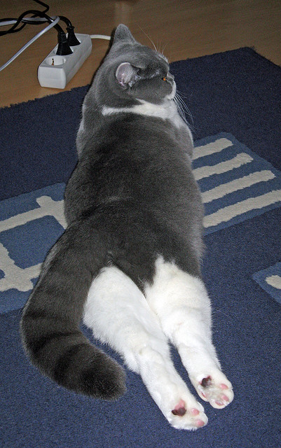 沙漠中的苏亚雷斯,当摩洛哥绿潮淹没埃及法老