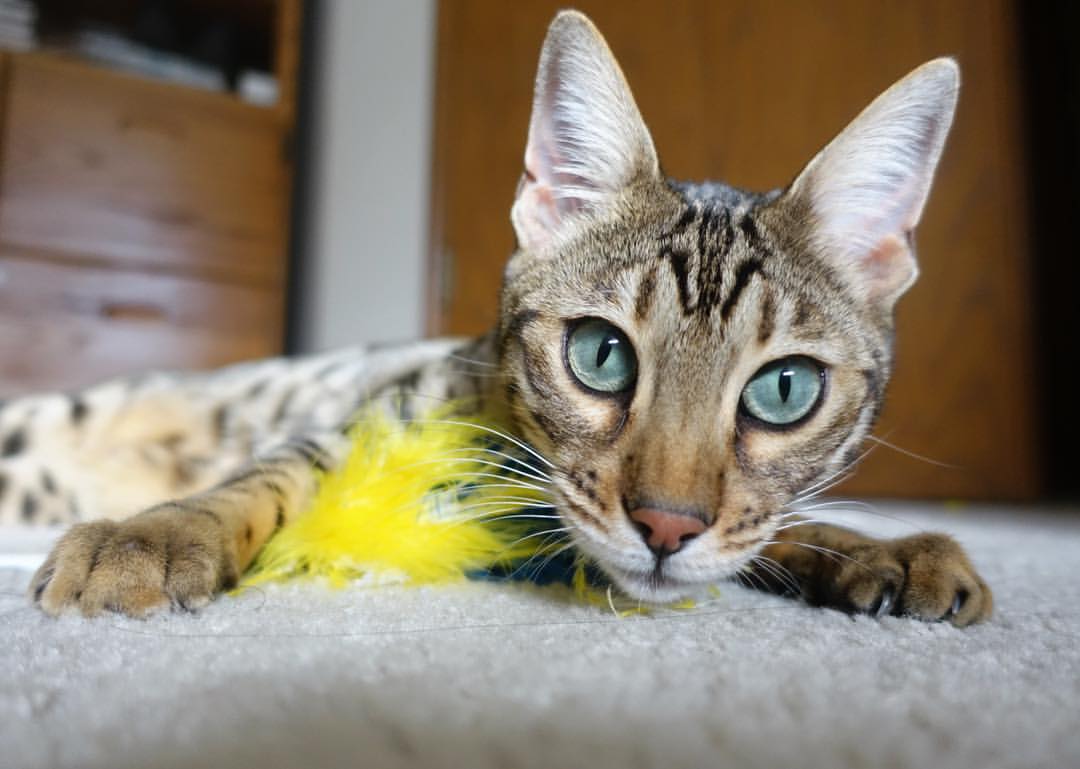 黑马风暴席卷北岸花园,黄蜂强势晋级背后的塔图姆孤独赞歌