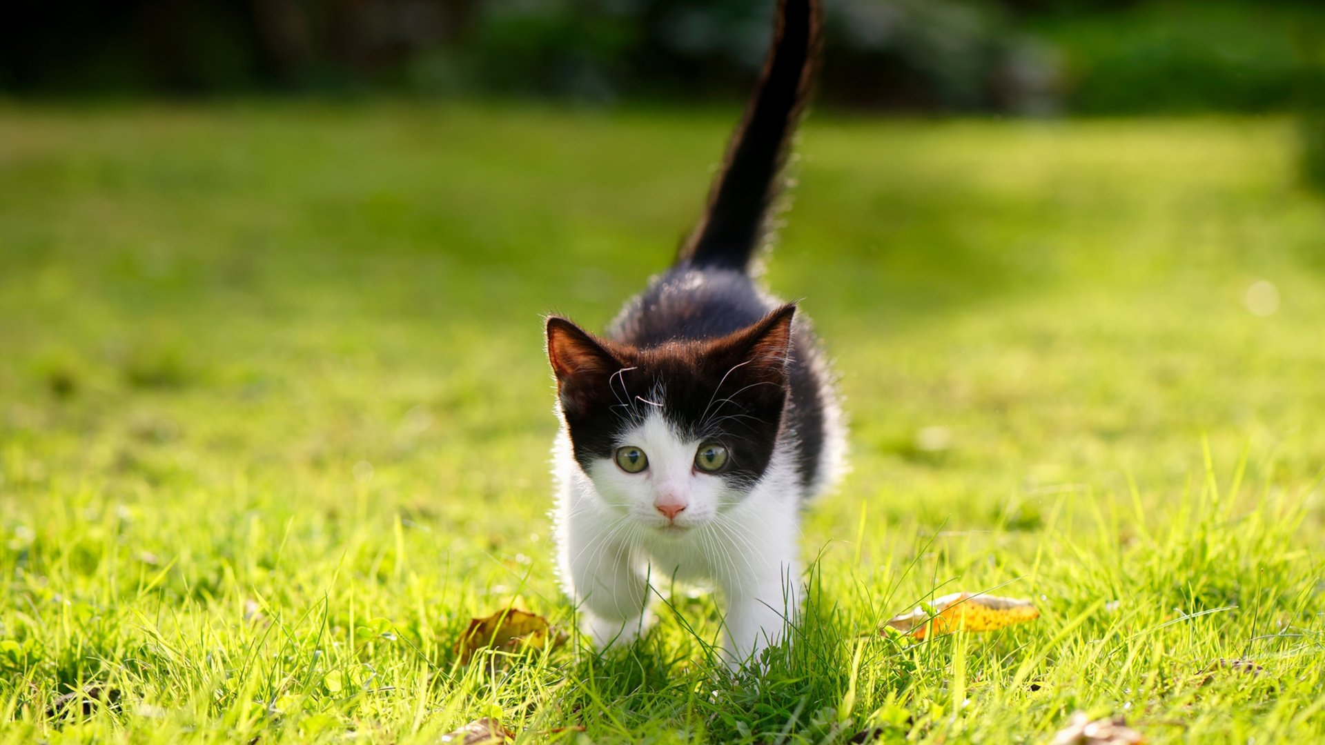 历史轮回，新王登基，阿劳霍半决赛独舞，国米荷兰神话再续新章