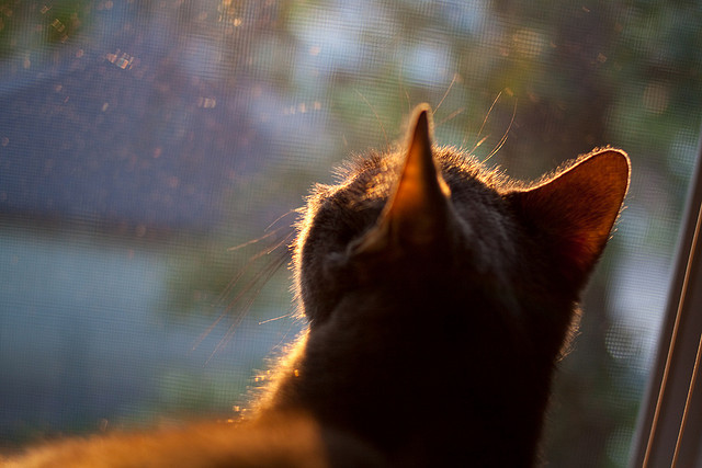 鹈鹕席卷北境，哈登一剑封喉